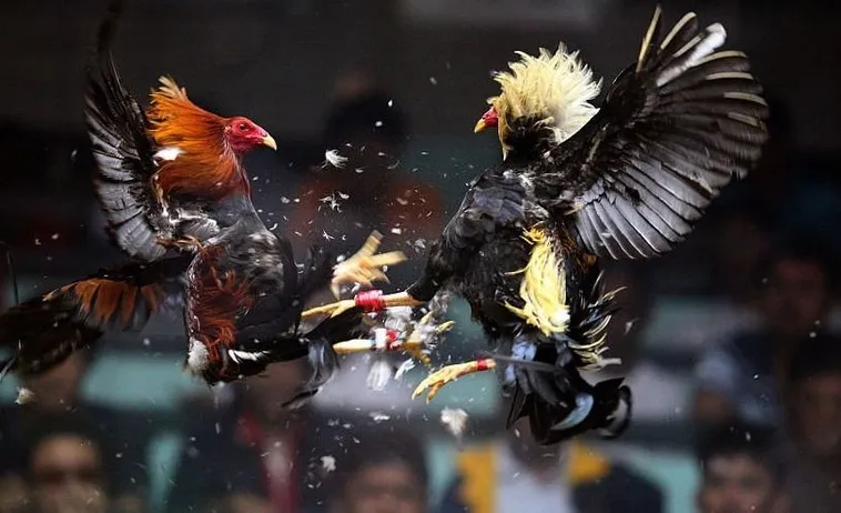 Chinh Phục Sới Gà Philippines Với Cách Chơi Đá Gà Sabong Tại Bet999 Hiệu Quả 1 Chinh Phục Sới Gà Philippines Với Cách Chơi Đá Gà Sabong Tại Bet999 Hiệu Quả