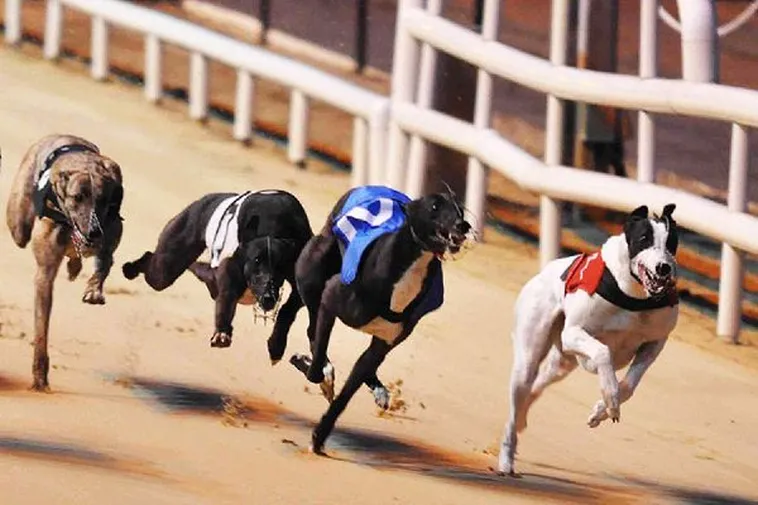 Cá Cược Game Nhanh Đua Chó Tại Bet999 Trăm Trận Trăm Thắng 1 Cá Cược Game Nhanh Đua Chó Tại Bet999 Trăm Trận Trăm Thắng